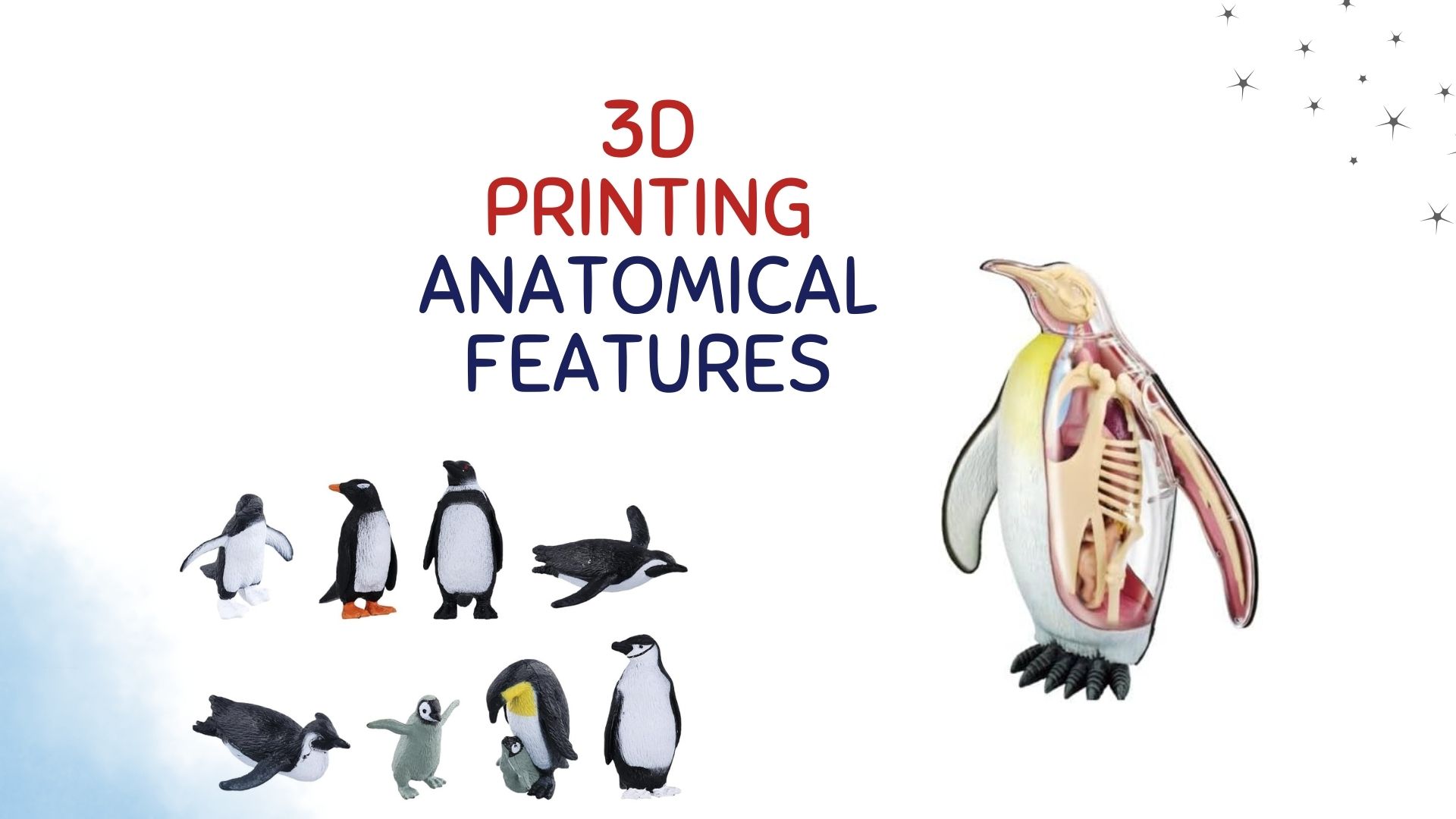 El papel de la impresión 3D pangolines y pingüinos en la investigación biomecánica: análisis de las características anatómicas principales de nutrias